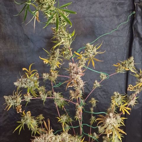 CG - El valle haze growlog timeline photo