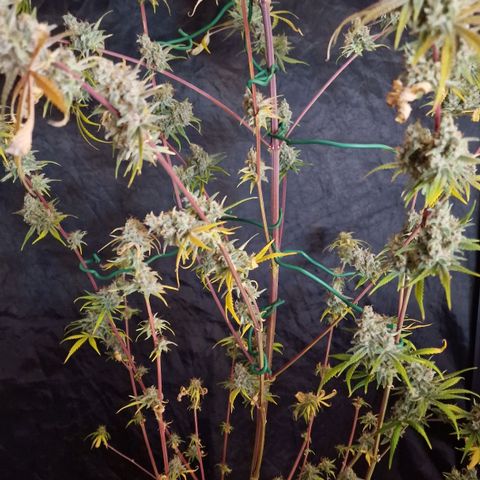 CG - El valle haze growlog timeline photo