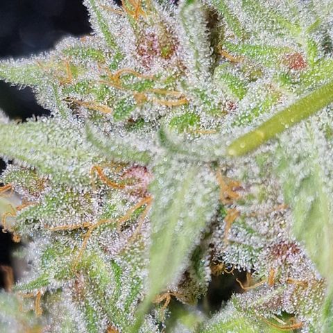 CG - El valle haze growlog timeline photo
