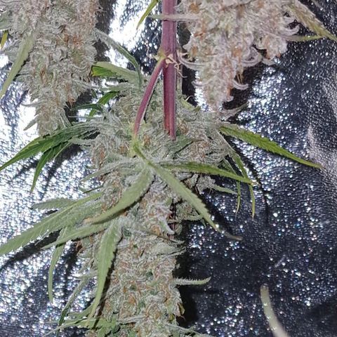 CG - El valle haze growlog timeline photo