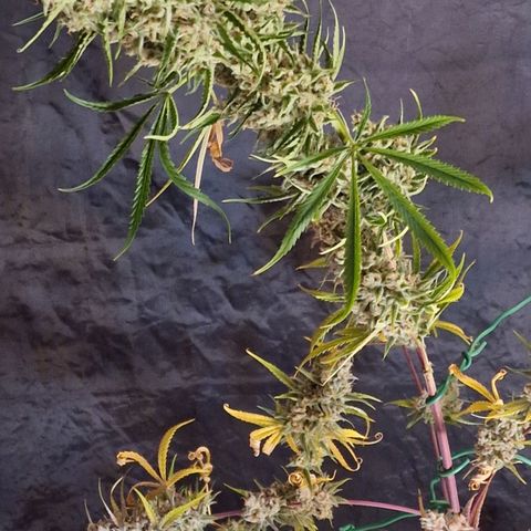 CG - El valle haze growlog timeline photo