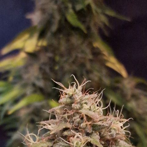 CG - El valle haze growlog timeline photo