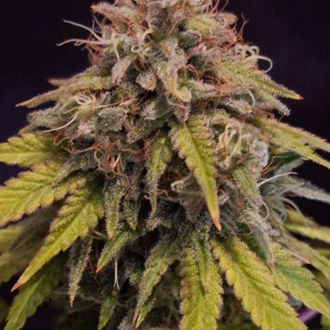 CG - El valle haze growlog timeline photo
