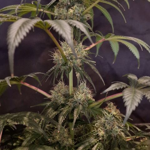 CG - El valle haze growlog timeline photo