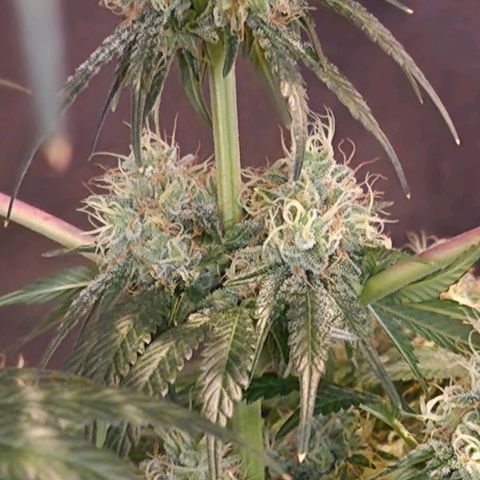 CG - El valle haze growlog timeline photo