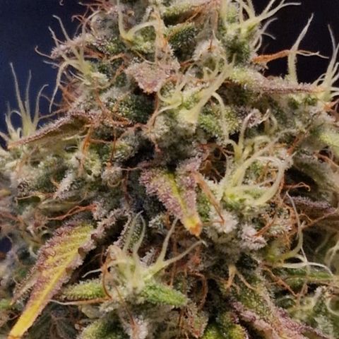 CG - El valle haze growlog timeline photo