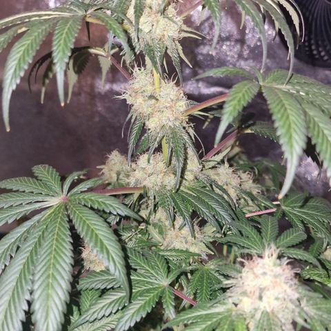 CG - El valle haze growlog timeline photo