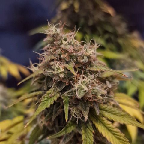 CG - El valle haze growlog timeline photo