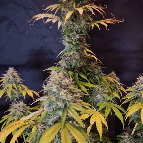 CG - El valle haze growlog timeline photo