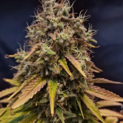 CG - El valle haze growlog timeline photo