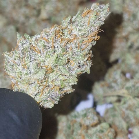 CG - El valle haze growlog timeline photo