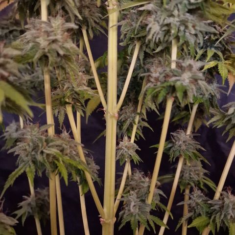 CG - El valle haze growlog timeline photo
