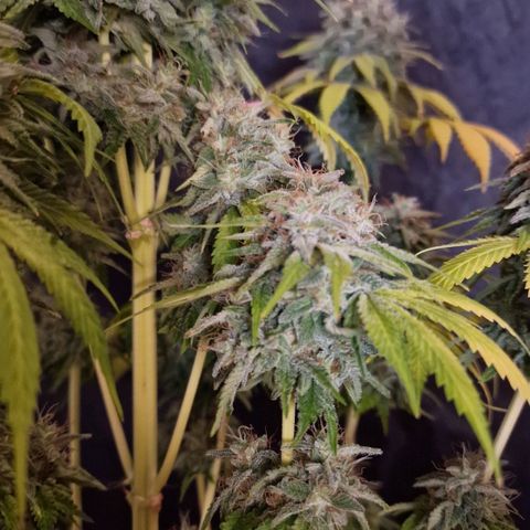 CG - El valle haze growlog timeline photo