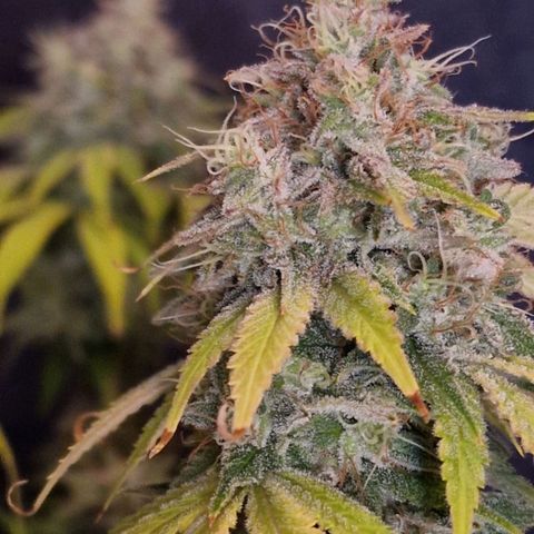 CG - El valle haze growlog timeline photo