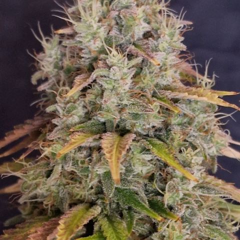 CG - El valle haze growlog timeline photo
