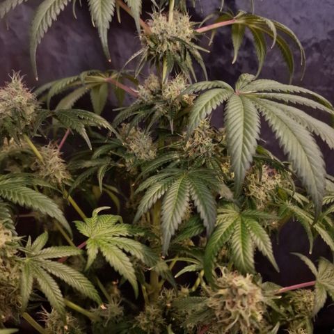 CG - El valle haze growlog timeline photo