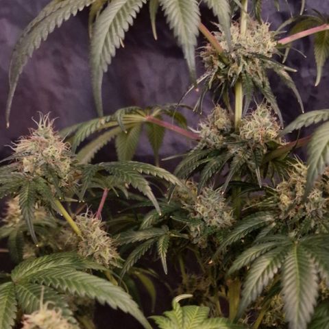 CG - El valle haze growlog timeline photo