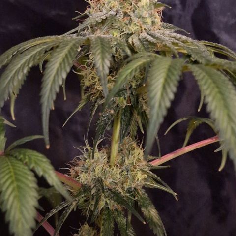 CG - El valle haze growlog timeline photo
