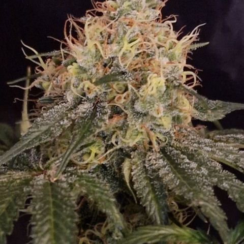 CG - El valle haze growlog timeline photo