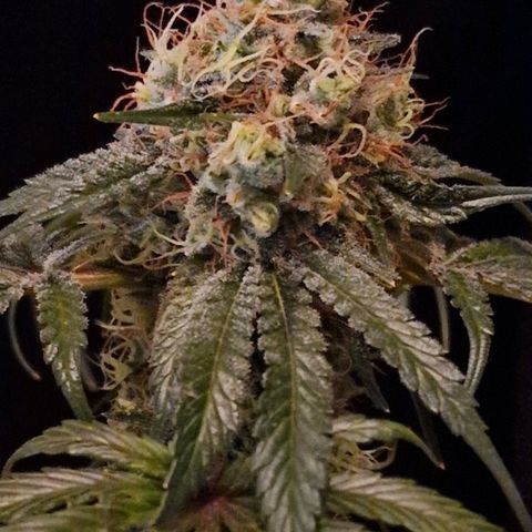CG - El valle haze growlog timeline photo