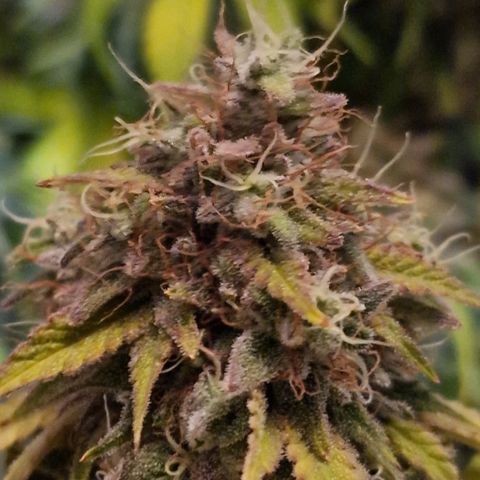 CG - El valle haze growlog timeline photo