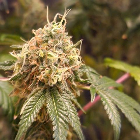 CG - El valle haze growlog timeline photo