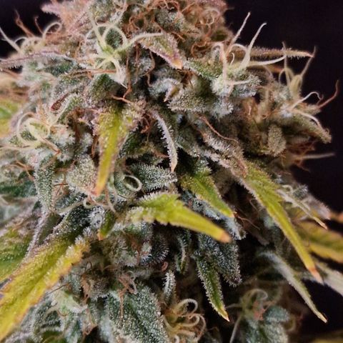 CG - El valle haze growlog timeline photo