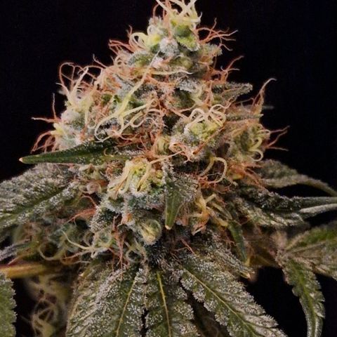 CG - El valle haze growlog timeline photo
