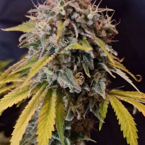 CG - El valle haze growlog timeline photo
