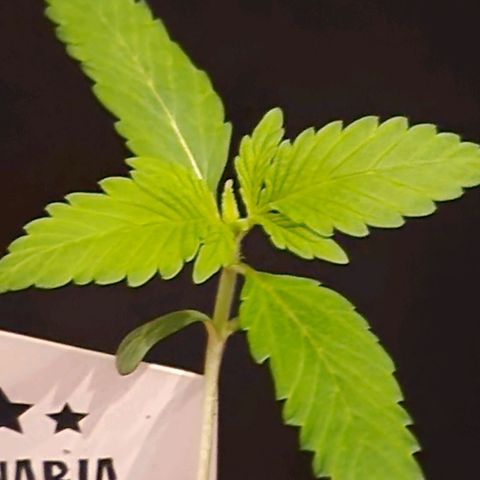 CG - El valle haze growlog timeline photo