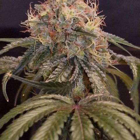 CG - El valle haze growlog timeline photo