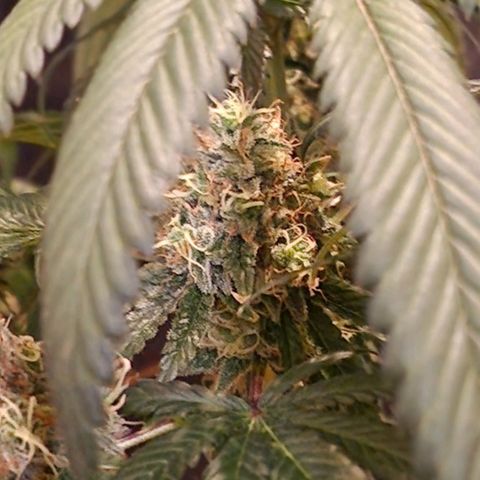 CG - El valle haze growlog timeline photo