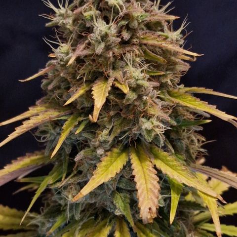 CG - El valle haze growlog timeline photo