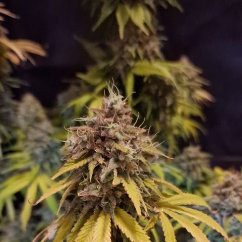 CG - El valle haze growlog timeline photo