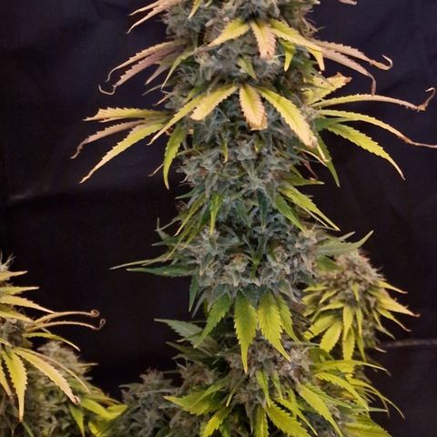 CG - El valle haze growlog timeline photo