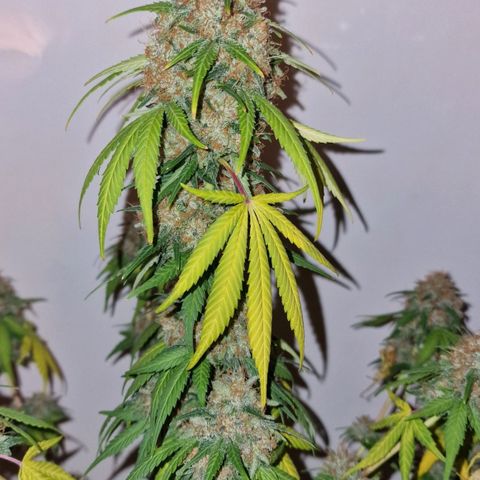 CG - El valle haze growlog timeline photo