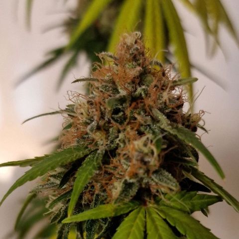 CG - El valle haze growlog timeline photo