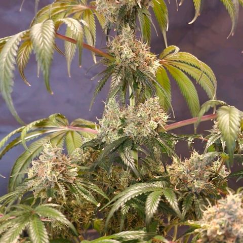 CG - El valle haze growlog timeline photo