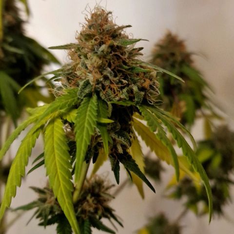 CG - El valle haze growlog timeline photo