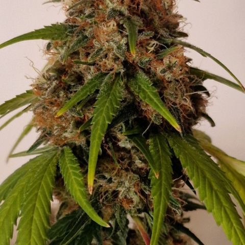 CG - El valle haze growlog timeline photo