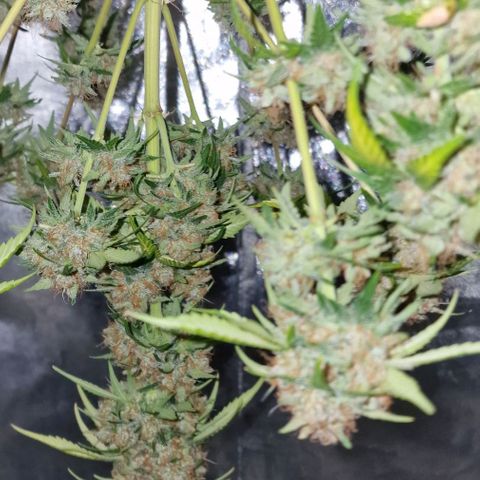 CG - El valle haze growlog timeline photo