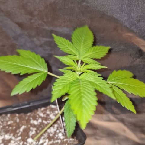 CG - El valle haze growlog timeline photo