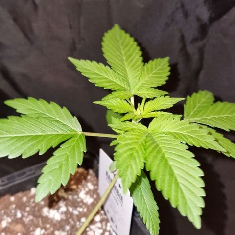 CG - El valle haze growlog timeline photo