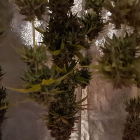 CG - El valle haze growlog timeline photo