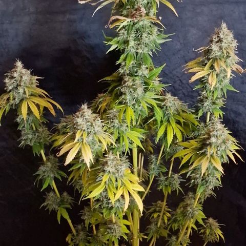 CG - El valle haze growlog timeline photo