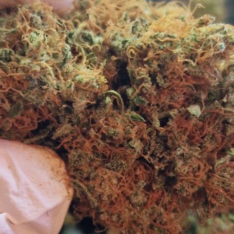 CG - El valle haze growlog timeline photo