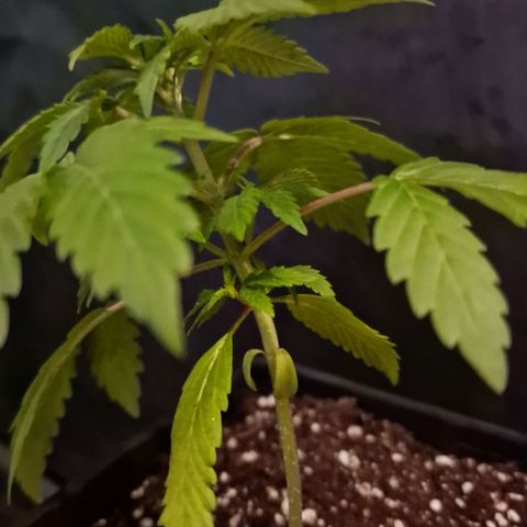 CG - El valle haze growlog timeline photo