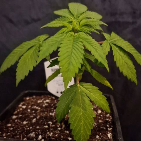 CG - El valle haze growlog timeline photo