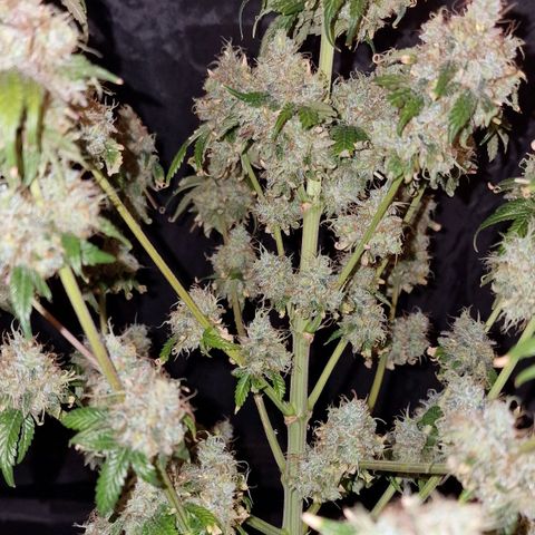 CG - El valle haze growlog timeline photo
