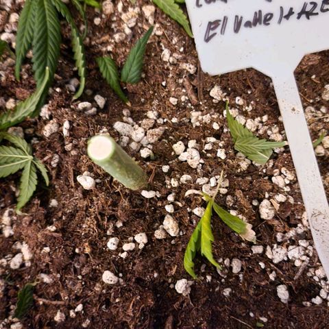 CG - El valle haze growlog timeline photo